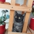 Vlad
