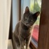 Duman