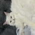 Pamuk