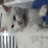 PAMUK