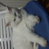 PAMUK