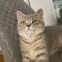 Duman