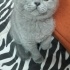 Duman