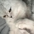 Pamuk