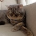 Duman