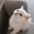 Duman