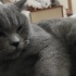 Duman