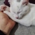 Pamuk