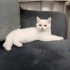 Pamuk