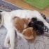 Pamuk