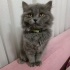 Pamuk
