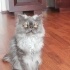 Duman
