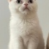 Pamuk