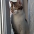 Duman
