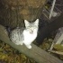 Duman