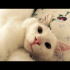 Pamuk