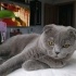 Duman
