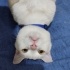 Pamuk