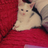Pamuk
