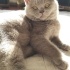 Duman