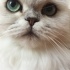 Pamuk