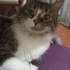 Pamuk