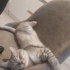 Duman