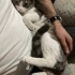 Pamuk