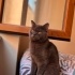 Pamuk