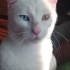 Pamuk