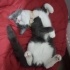 Duman