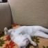 Pamuk