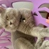 DUMAN