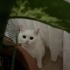 Pamuk