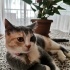 Mia