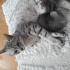 Pamuk