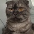 Duman