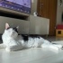 Pamuk