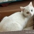 Pamuk