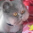 Duman