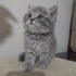 Pamuk