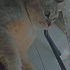 Duman