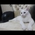 Pamuk