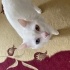Pamuk