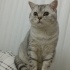 Duman