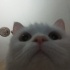 Pamuk
