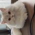 Pamuk