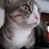 Duman