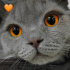 Duman