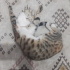 pamuk